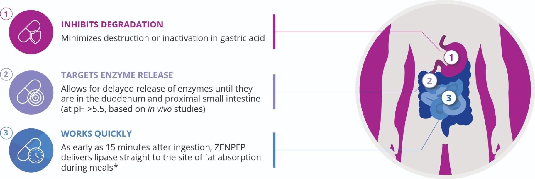Inhibits degradation, targets enzyme release, and works quickly